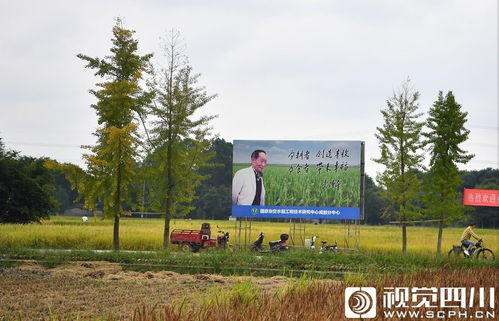 丰收 成都袁隆平杂交水稻科学园4000多水稻组合实现首次测产