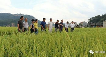 岑巩县杂稻制种农业科技示范园区通过省检验收