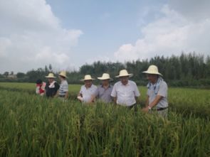 我国杂交水稻机械化种植研究取得重要成果