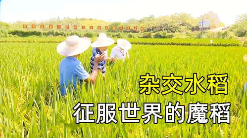 杂交水稻产量那么高,为何农民偏爱种常规水稻 答案没那么简单