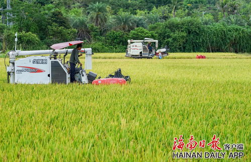 袁隆平超级杂交水稻测产传喜讯 平均亩产1004.83公斤