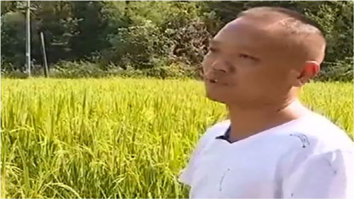 老农种水稻竟遭质疑,他种的有机水稻和常规水稻有何区别