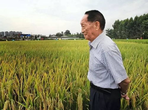 86 什么是杂交稻 杂交稻的优势有哪些 和常规水稻有什么区别