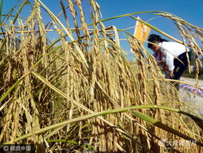 青岛 海水稻 测产 2.8亿亩盐碱地将能种庄稼