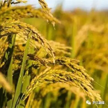 全县3万亩再生稻头季喜获丰收