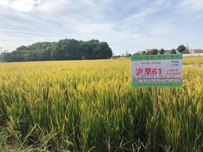不缺水的上海为何要培育节水抗旱稻 听听 沪旱61 绿色生产现场观摩会上专家如何说