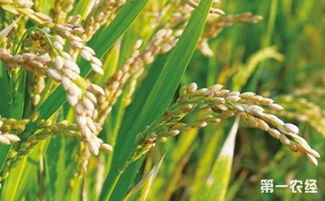 我国已研发出水稻增加穗粒数新途径 为水稻高产育种奠定基础