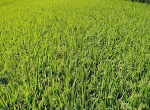 水稻稗草让农民头疼,各种除草剂都无效,农民如何科学防治
