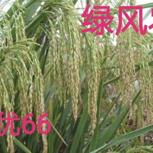 湘优66 中早熟优质高产抗寒抗病杂交水稻种子 谷种1公斤 绿风农业