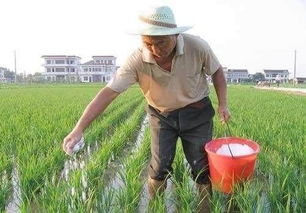 在龙川,种一亩水稻到底能赚多少钱...