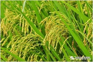 水稻产量不高,可能是施肥方面出了问题,施肥的注意事项